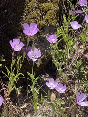 Clarkia dudleyana