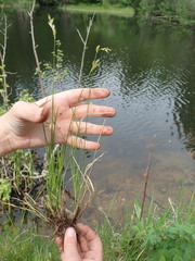 Carex tahoensis
