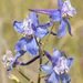 Nuttall's Larkspur - Photo (c) Josh Brooks, some rights reserved (CC BY-NC), uploaded by Josh Brooks