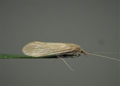 Oecetis ochracea