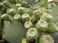 Opuntia cacanapa