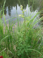 Thalictrum sparsiflorum