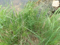 Thalictrum sparsiflorum
