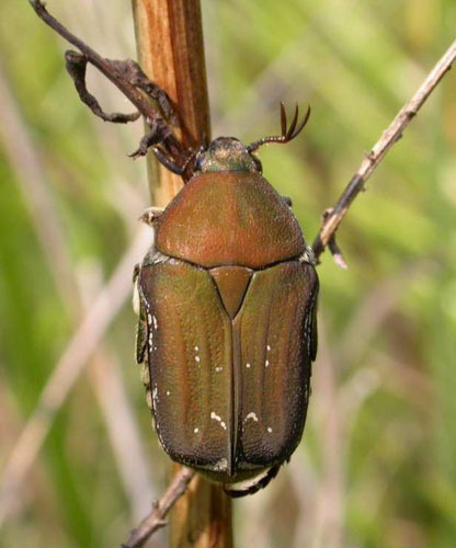 Olive Flower Beetle