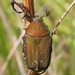 Olive Flower Beetle - Photo (c) cotinis, some rights reserved (CC BY-NC-SA)