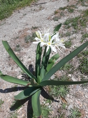 Pancratium illyricum