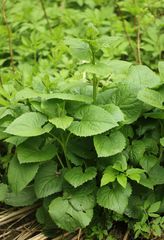 Lunaria rediviva