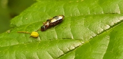 Dromius quadrimaculatus