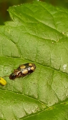 Dromius quadrimaculatus