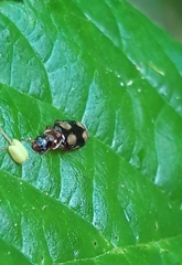 Dromius quadrimaculatus