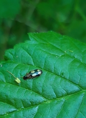 Dromius quadrimaculatus
