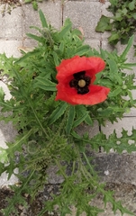 Papaver hybridum