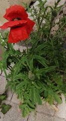 Papaver hybridum