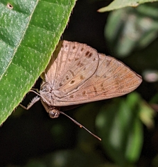 Synargis orestessa