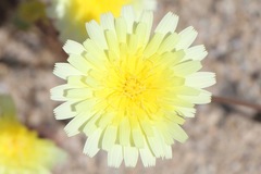 Malacothrix glabrata