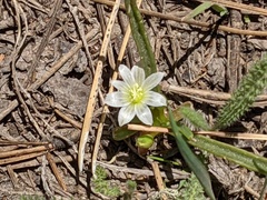 Lewisia brachycalyx
