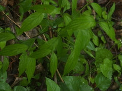 Lithospermum latifolium