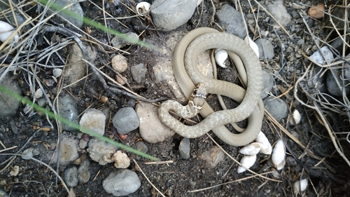 Crna poljarica (H. v. carbonarius podvrsta) (Hierophis viridiflavus carbonarius)