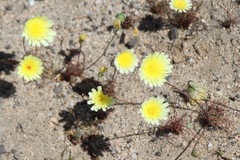 Malacothrix glabrata