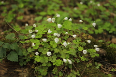 Oxalis acetosella