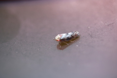 Oncopsis flavicollis