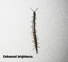 Scolopendra dalmatica