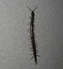 Scolopendra dalmatica