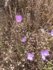 Clarkia dudleyana