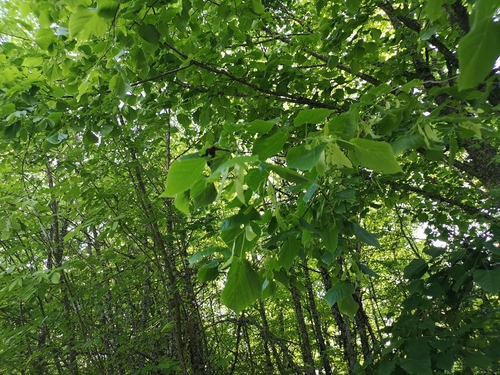 lipa veľkolistá (Tilia platyphyllos)