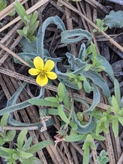 Viola pinetorum