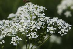 Anthriscus sylvestris