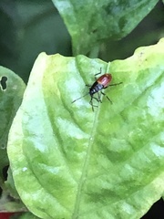 Oncopeltus sandarachatus