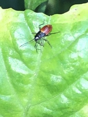 Oncopeltus sandarachatus