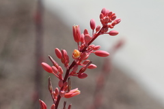 Hesperaloe parviflora