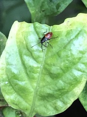 Oncopeltus sandarachatus