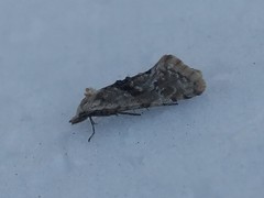 Cochylimorpha straminea