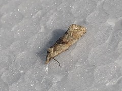 Cochylimorpha straminea