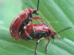 Lilioceris merdigera