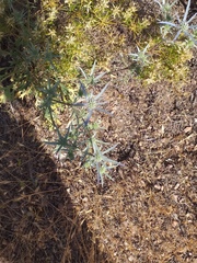 Eryngium dilatatum