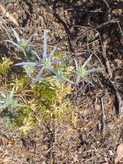 Eryngium dilatatum