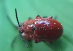 Lilioceris merdigera