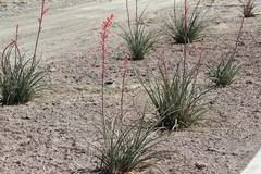 Hesperaloe parviflora