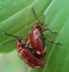 Lilioceris merdigera