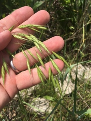 Bromus racemosus