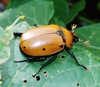 Grapevine Beetle - Photo (c) Keith Roragen, some rights reserved (CC BY-NC-SA)