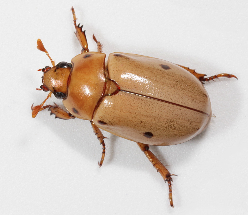 Grapevine Beetle (Pelidnota punctata) · iNaturalist