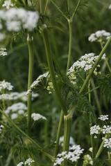 Anthriscus sylvestris