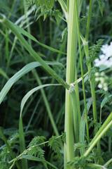 Anthriscus sylvestris