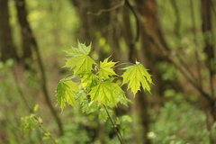 Acer platanoides