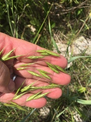 Bromus racemosus